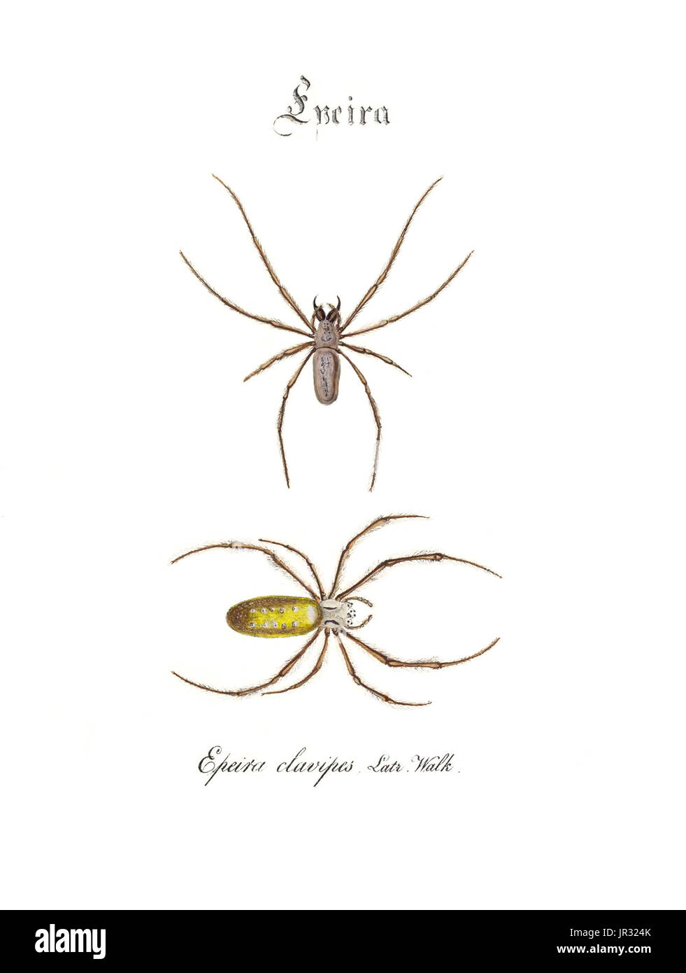 Golden Silk Spiders Stock Photo