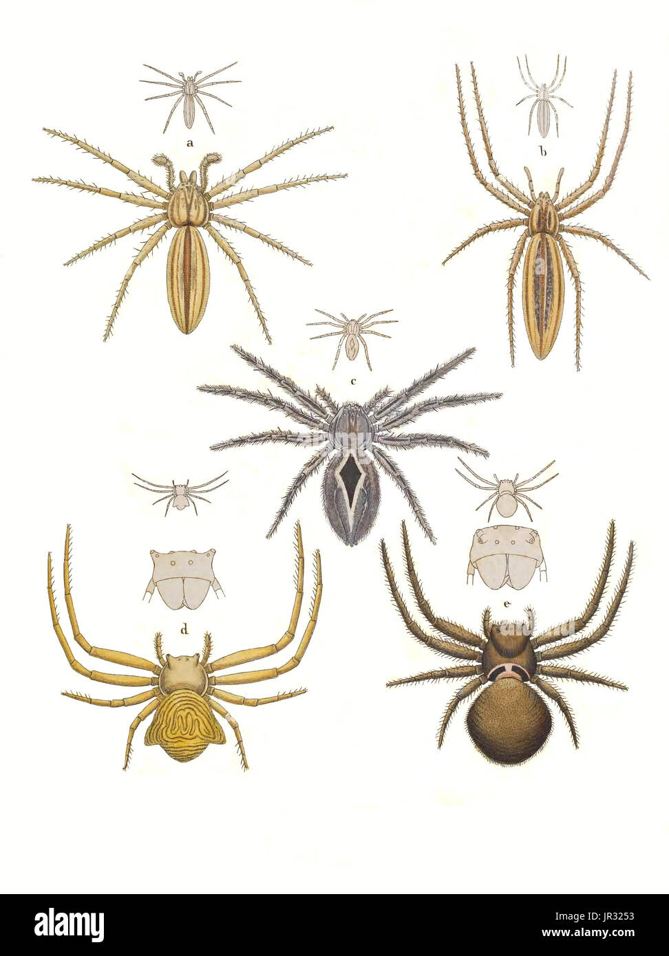 Crab Spiders Stock Photo