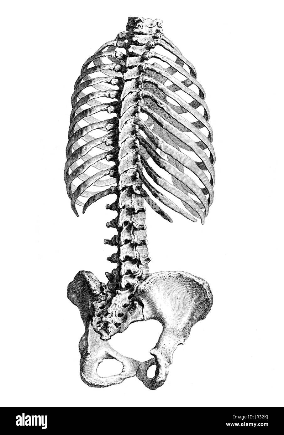 William Cheselden,'Osteographia',1733 Stock Photo