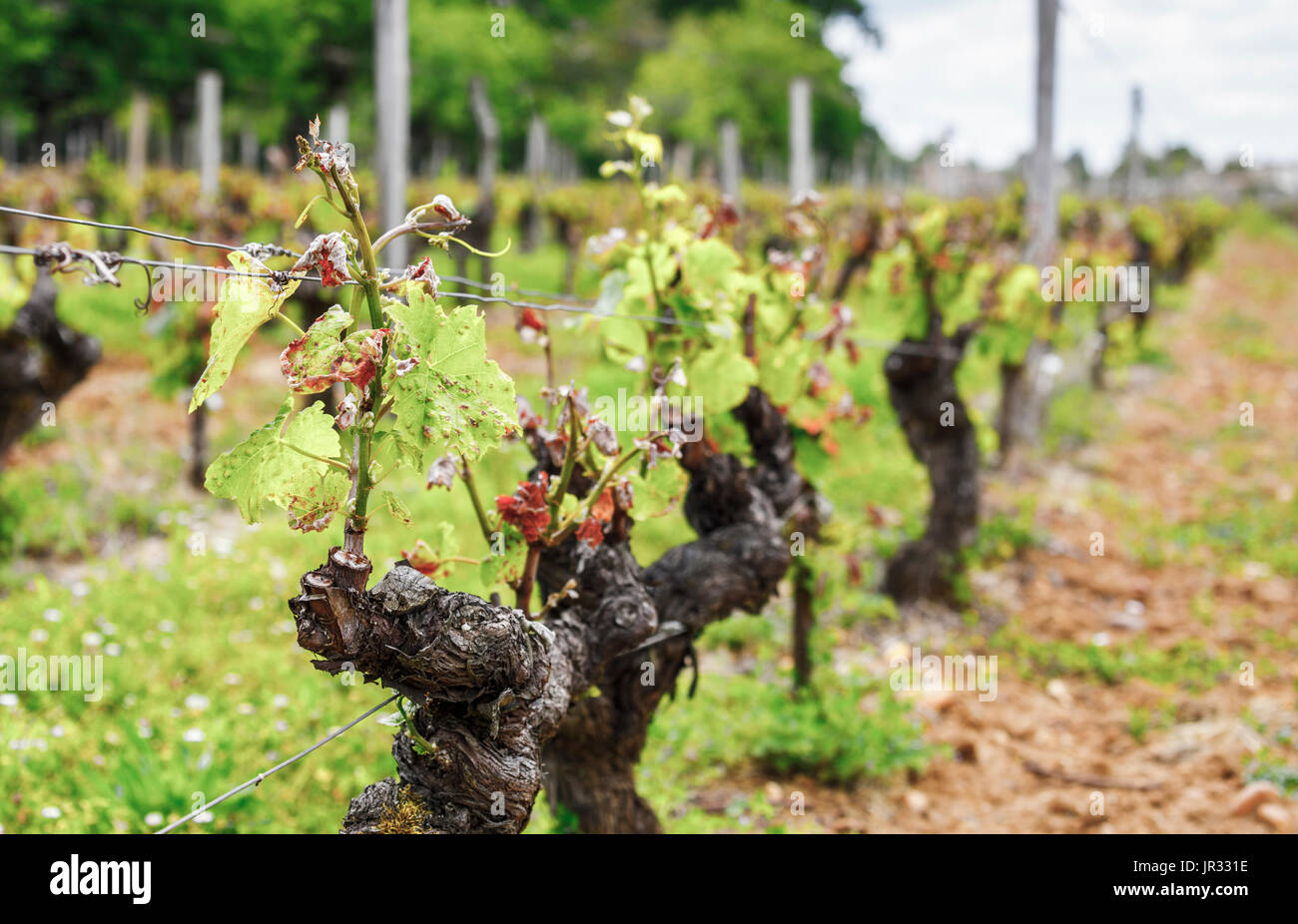 Vineyard at Chateau de Myrat wine estate, Sauternes appellation, Barsac