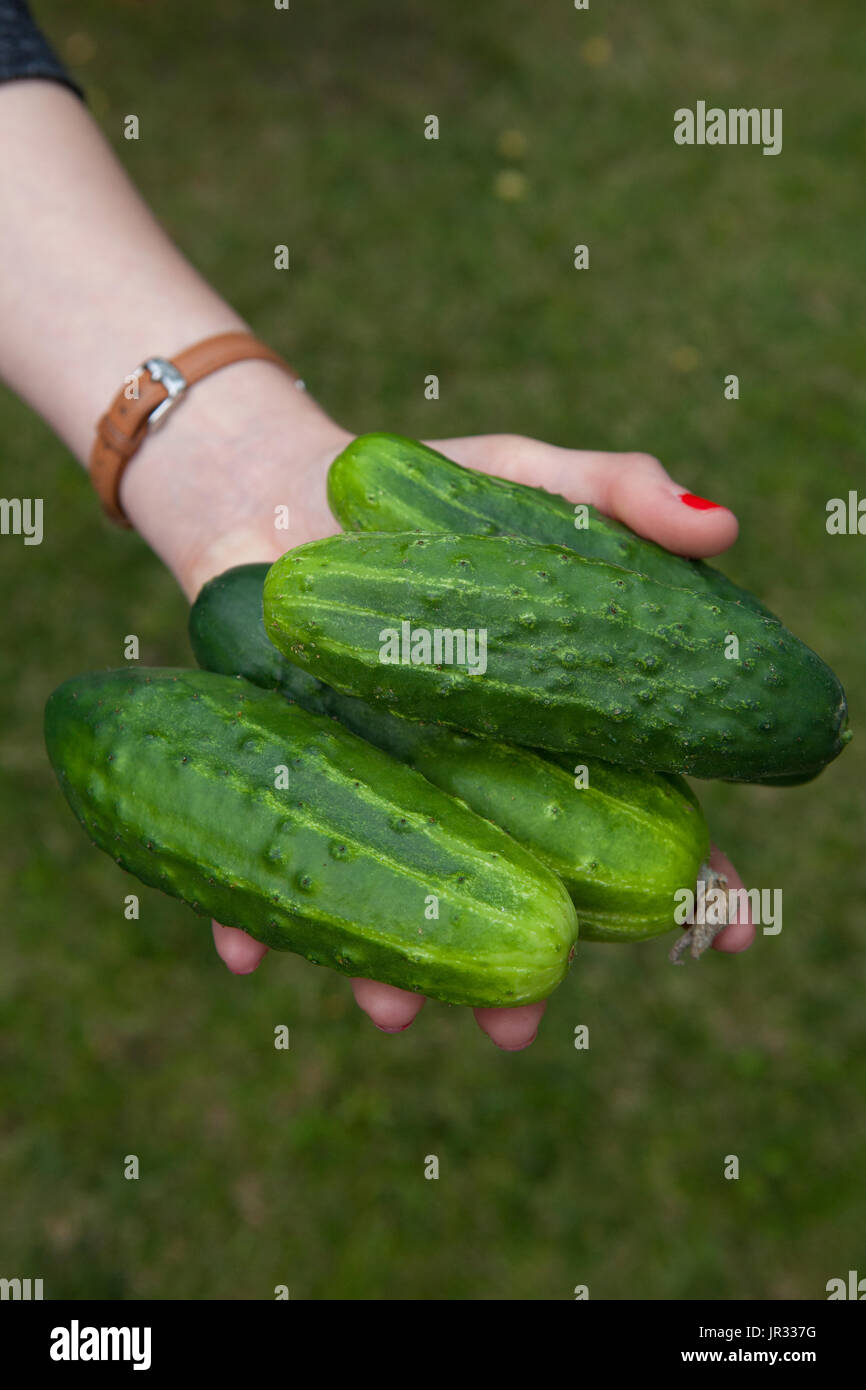 Home grown cucumbers - Ogórki Stock Photo