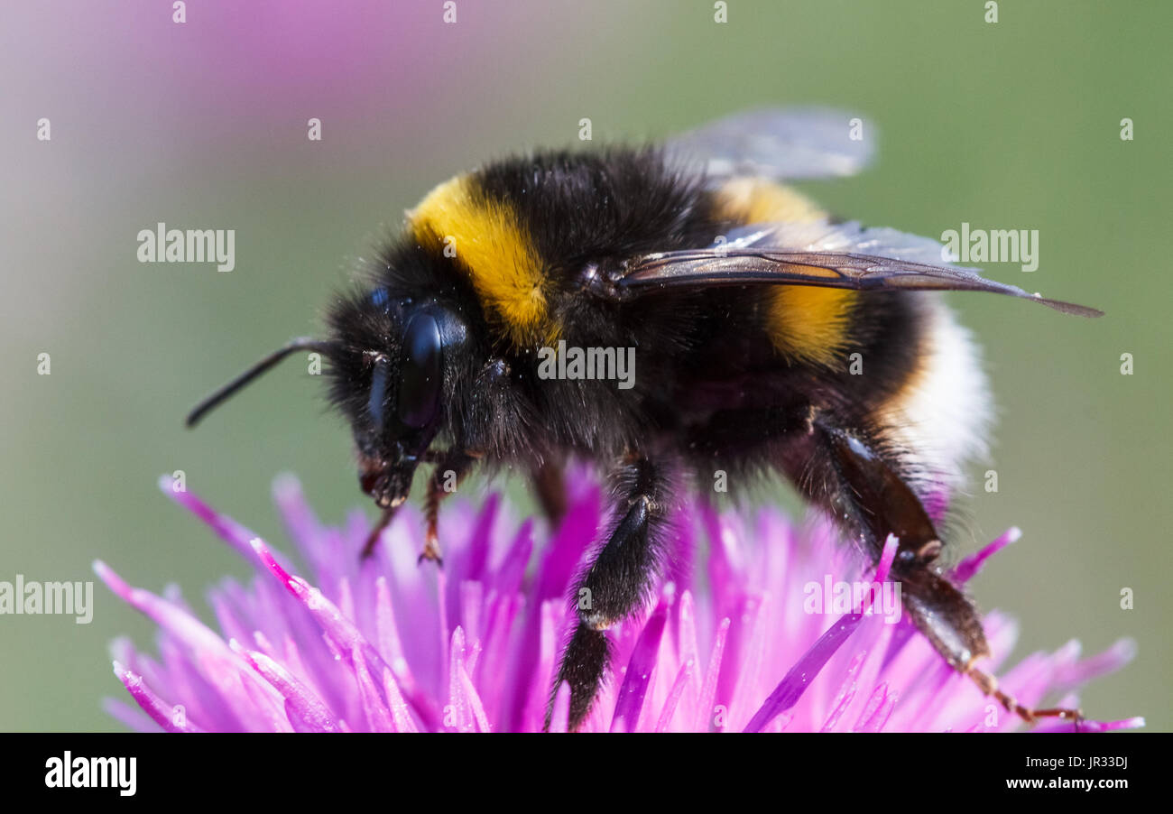 Buff-tailed Bumblebee, bombus terrestris Stock Photo