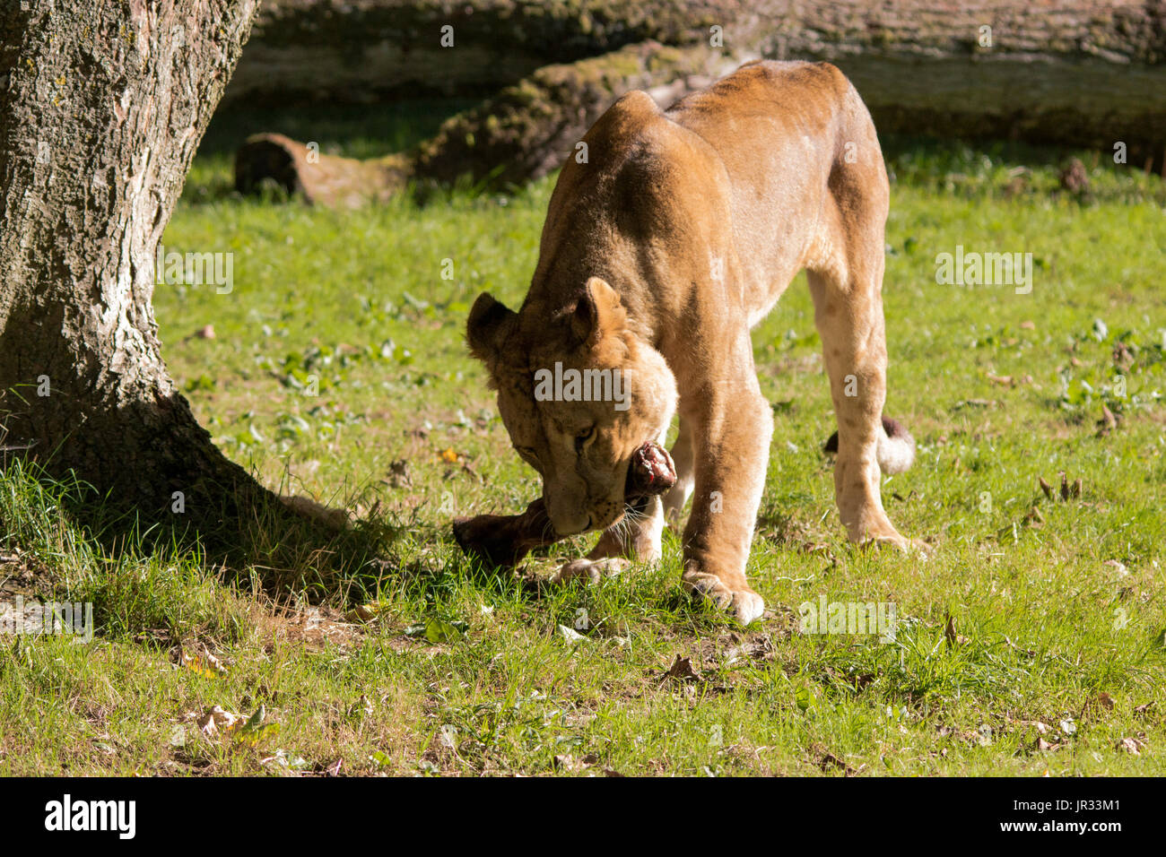 Angry lion illustration hi-res stock photography and images - Alamy