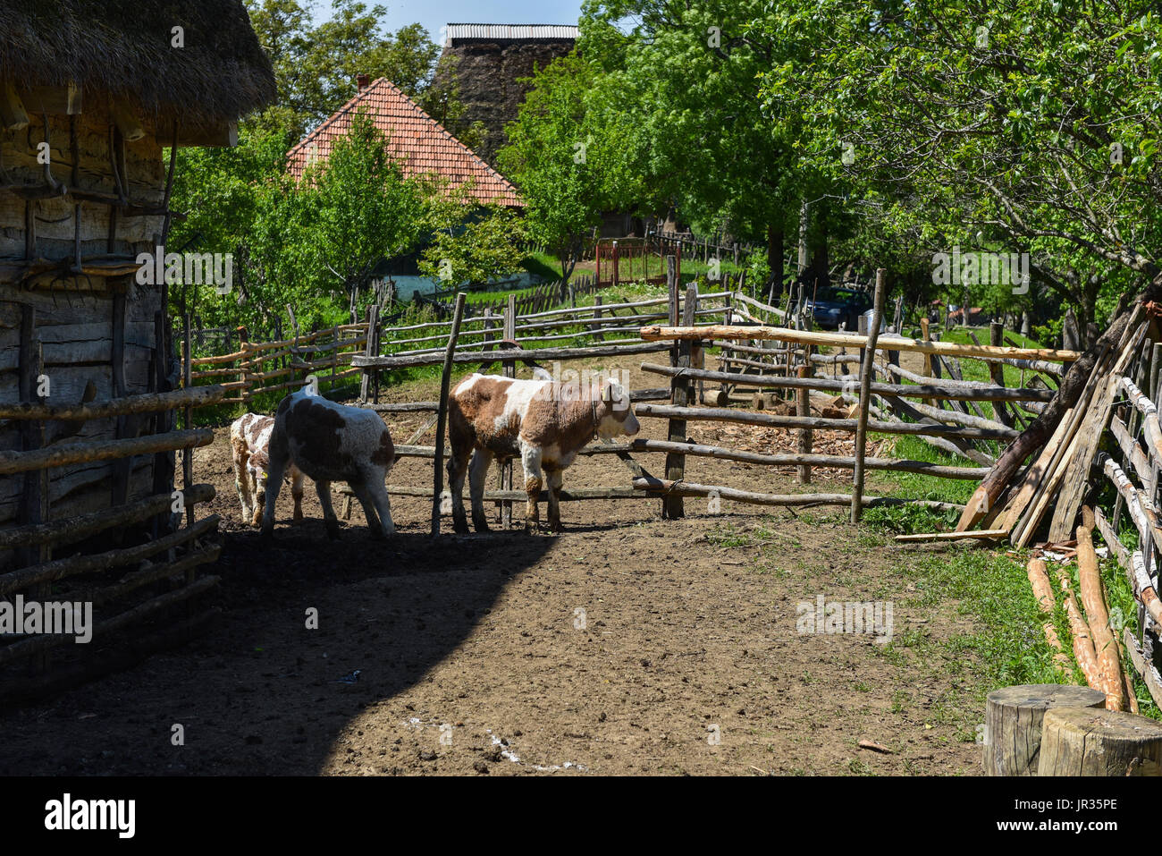 Europe cow old romanian traditonal hi-res stock photography and images -  Alamy