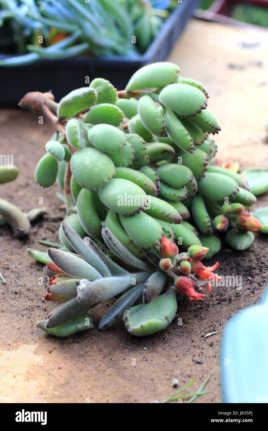 Cotyledon tomentosa or known as Bear's Paw Stock Photo