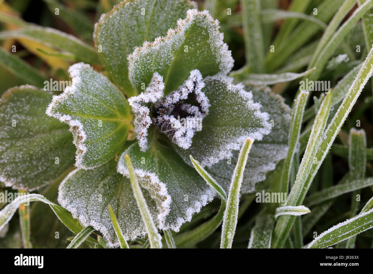 Dogbane Plectranthus caninus, Colues canina leaves covered in frost Stock Photo