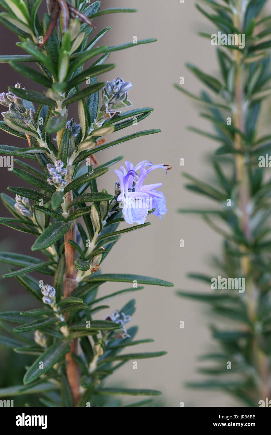 Close up of Rosemary plant or known as Rosmarinus officinalis Stock Photo