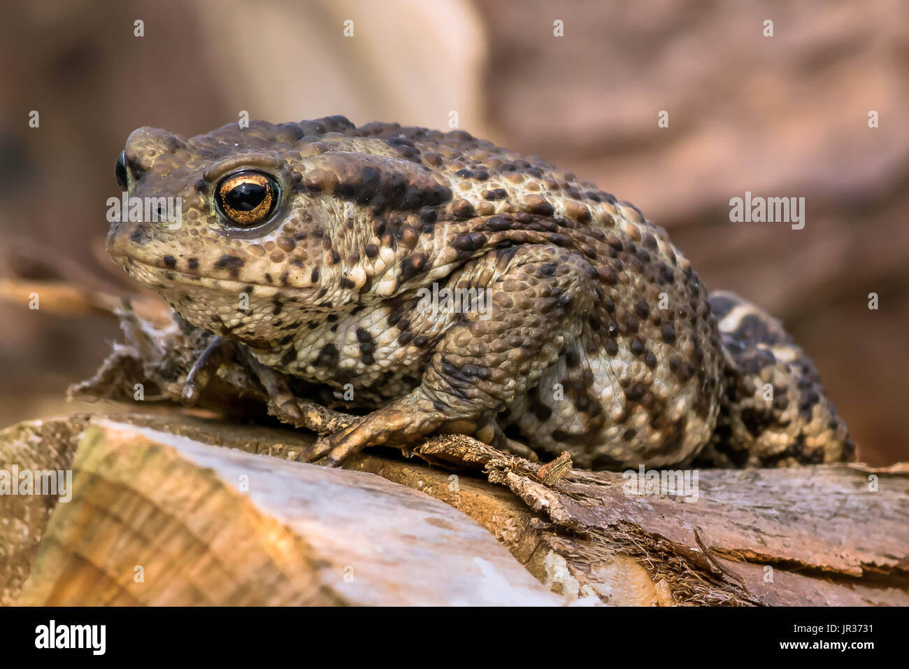 Amphibian, Common British Toad / Frog Stock Photo