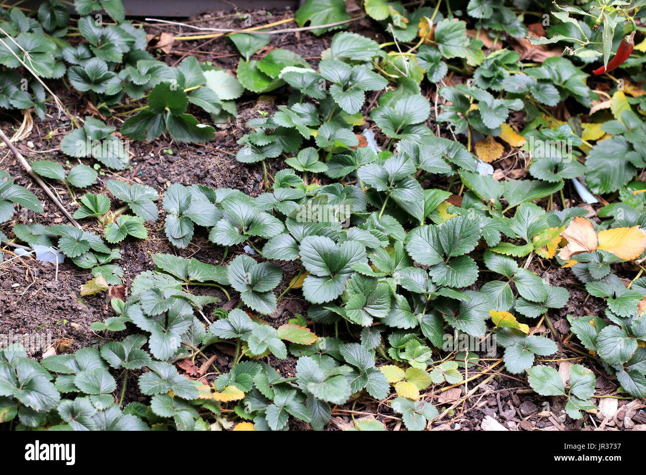 Home grown strawberry runners growing on the ground Stock Photo