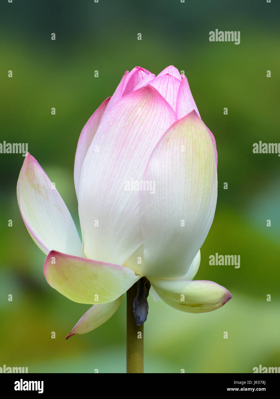 Pink nelumbo nucifera flower closeup, also known as the sacred or Indian lotus Stock Photo