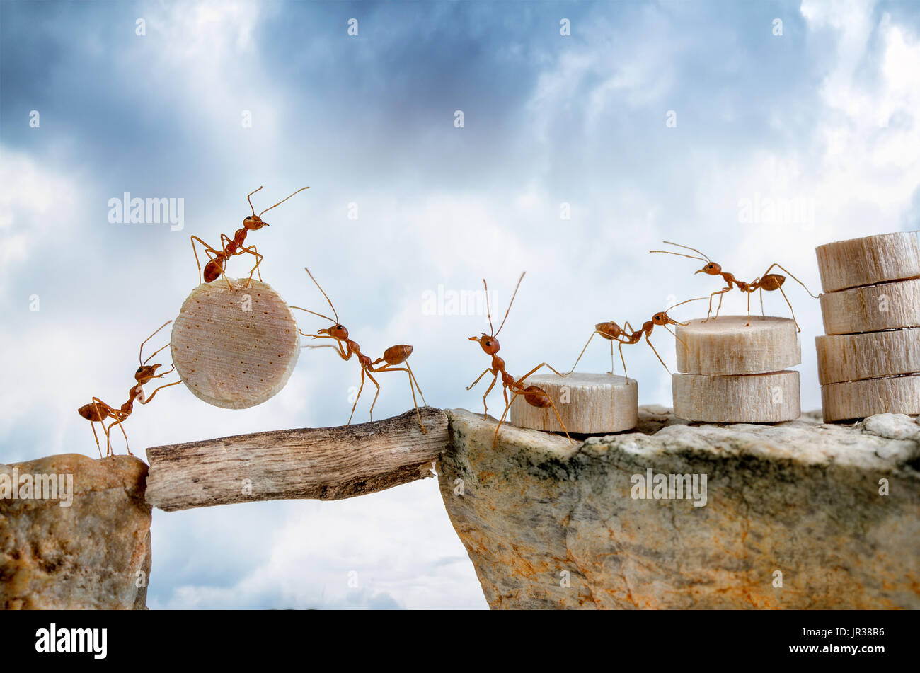 Ants carrying wood crossing cliff, teamwork concept Stock Photo
