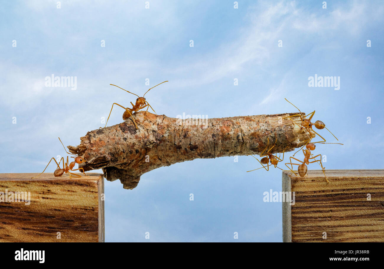 Ants carrying wood crossing cliff, teamwork concept Stock Photo