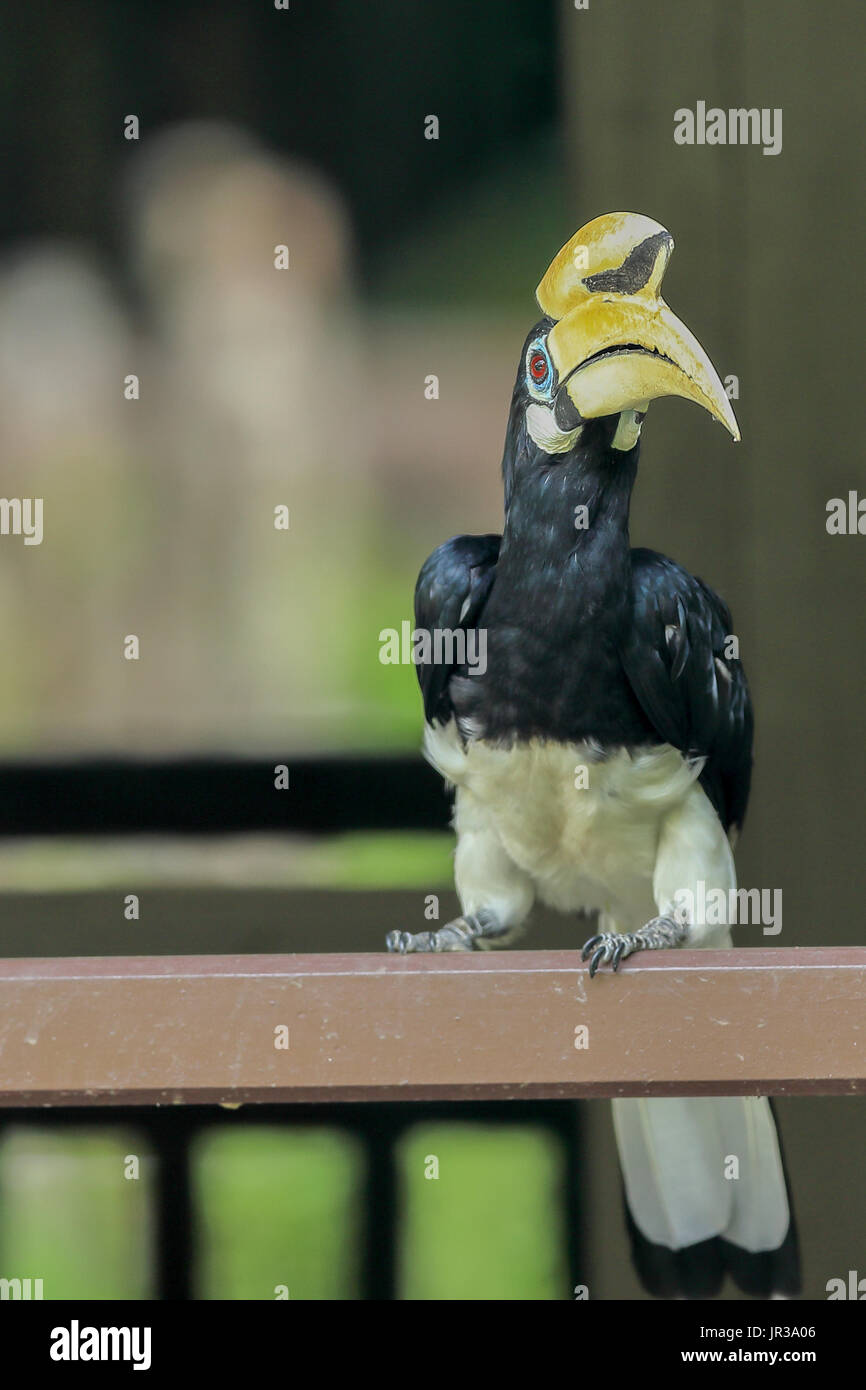 Singapore hornbill hires stock photography and images Alamy