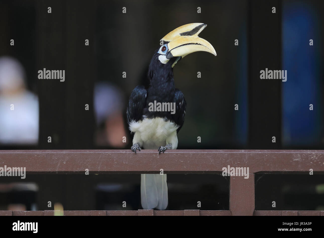 A single hornbill bird resting on a railing in Sungei Buloh wetland