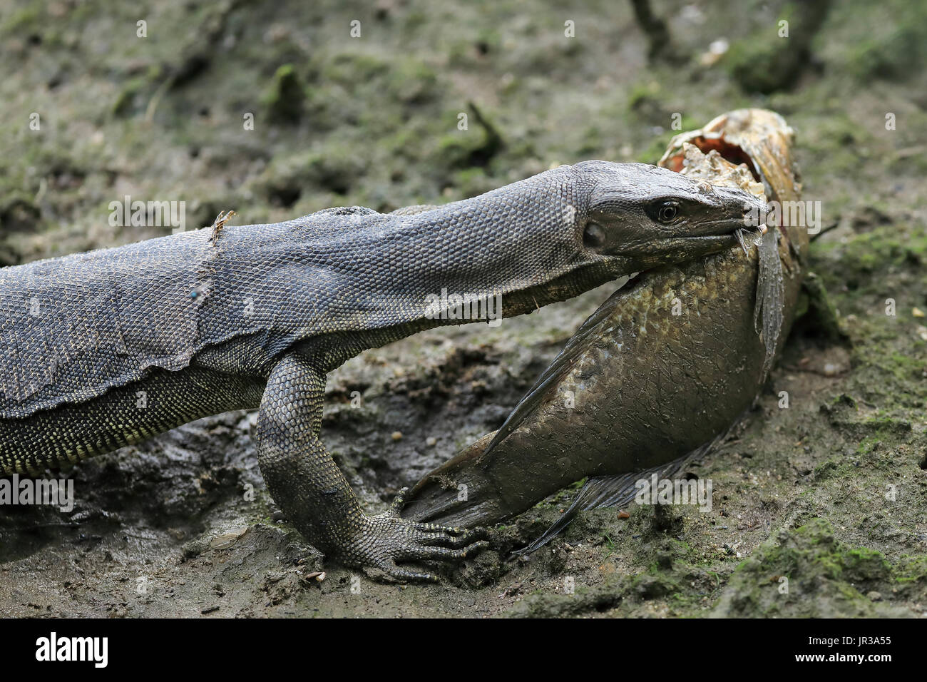 Monitor Lizard Eating High Resolution Stock Photography And Images Alamy
