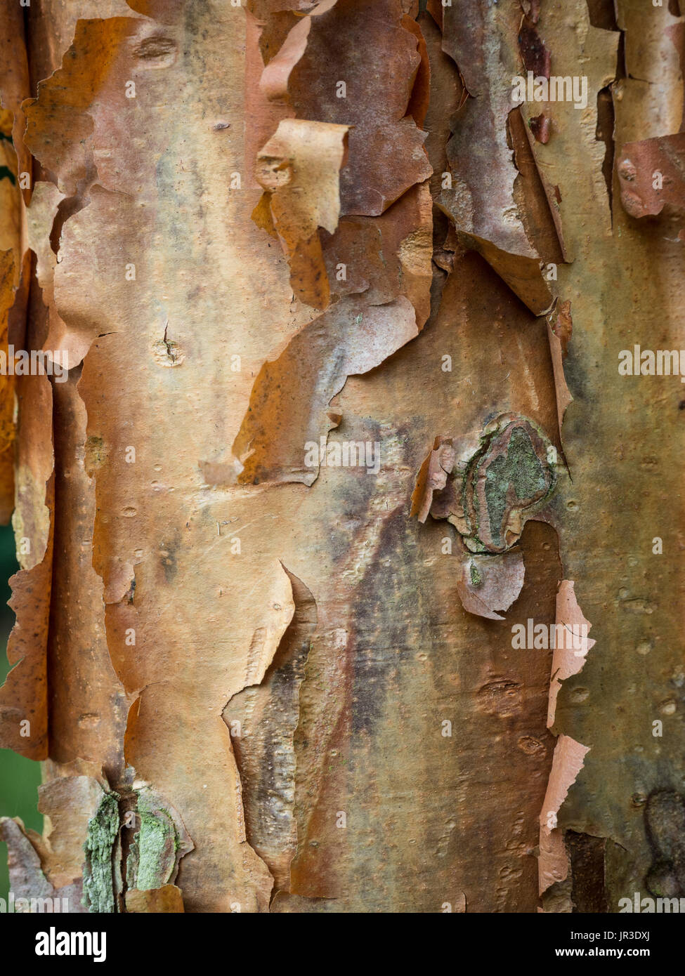 Close up of the golden flaking bark of Acer griseum paperbark maple Stock Photo