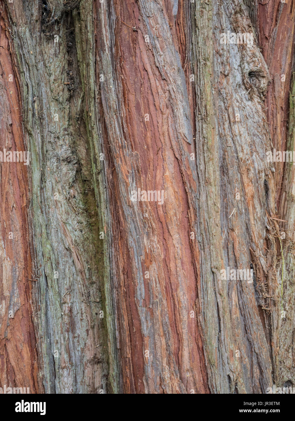 The deeply furrowed bark of the incense cedar Calocedrus decurrens Stock Photo