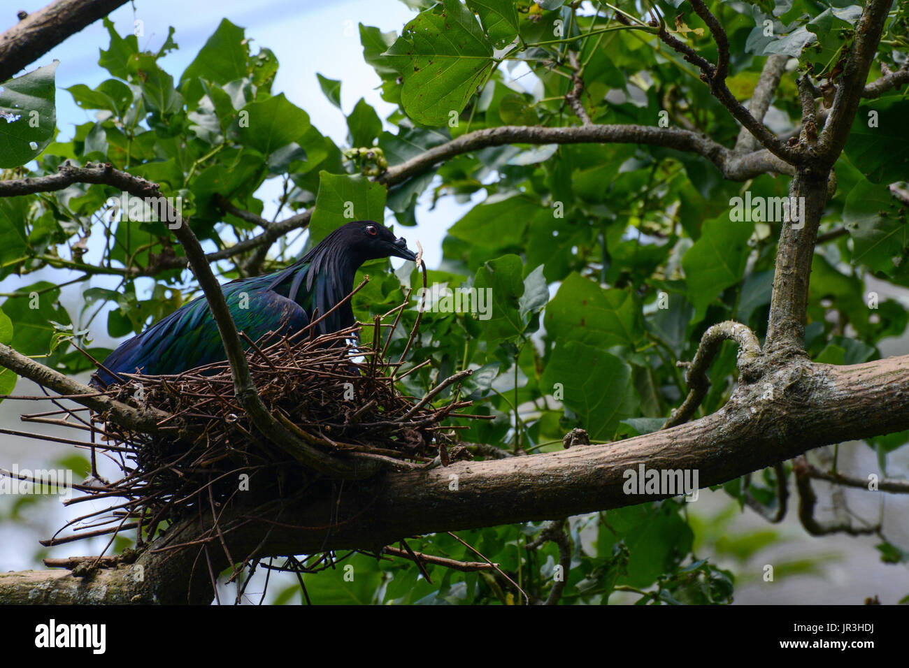 Nicobar pigeon sitting on a nest made of twigs, scientific bird name