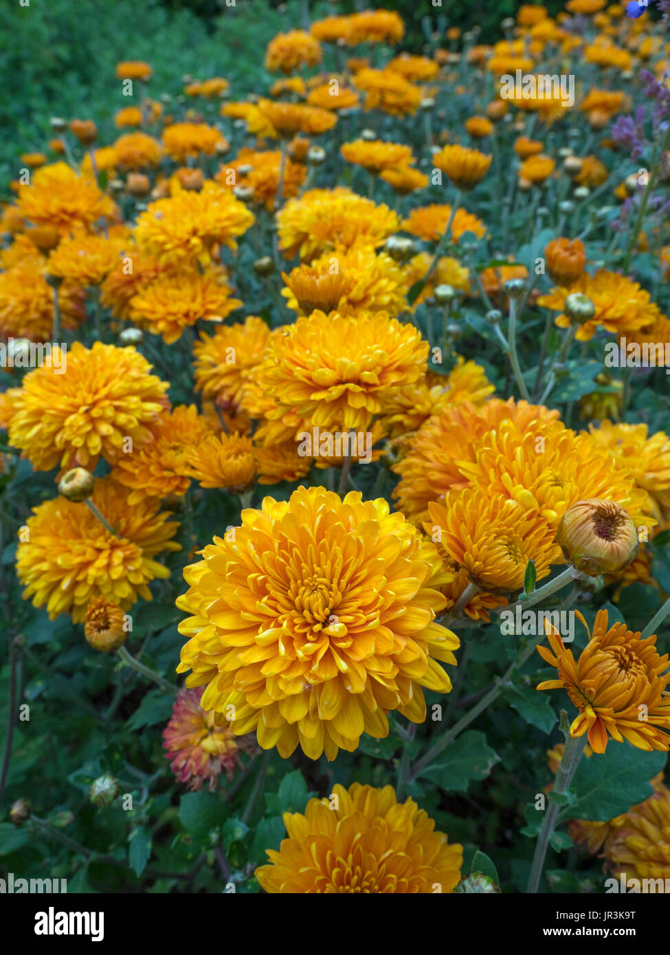 Double chrysanthemum hi-res stock photography and images - Alamy