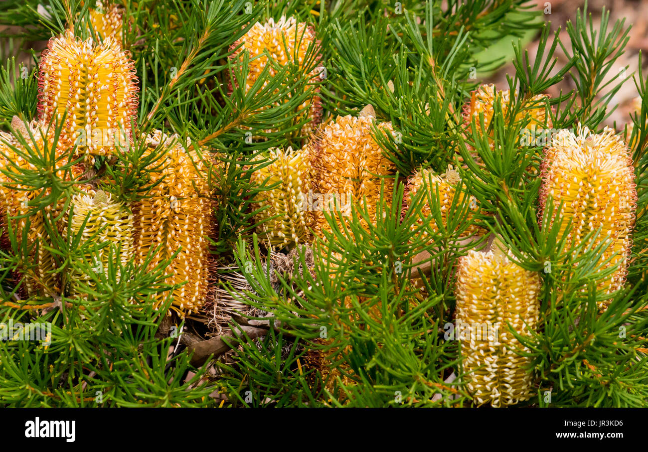 Yellow Australian native Banksia wildflowers on plant with green leaves Stock Photo