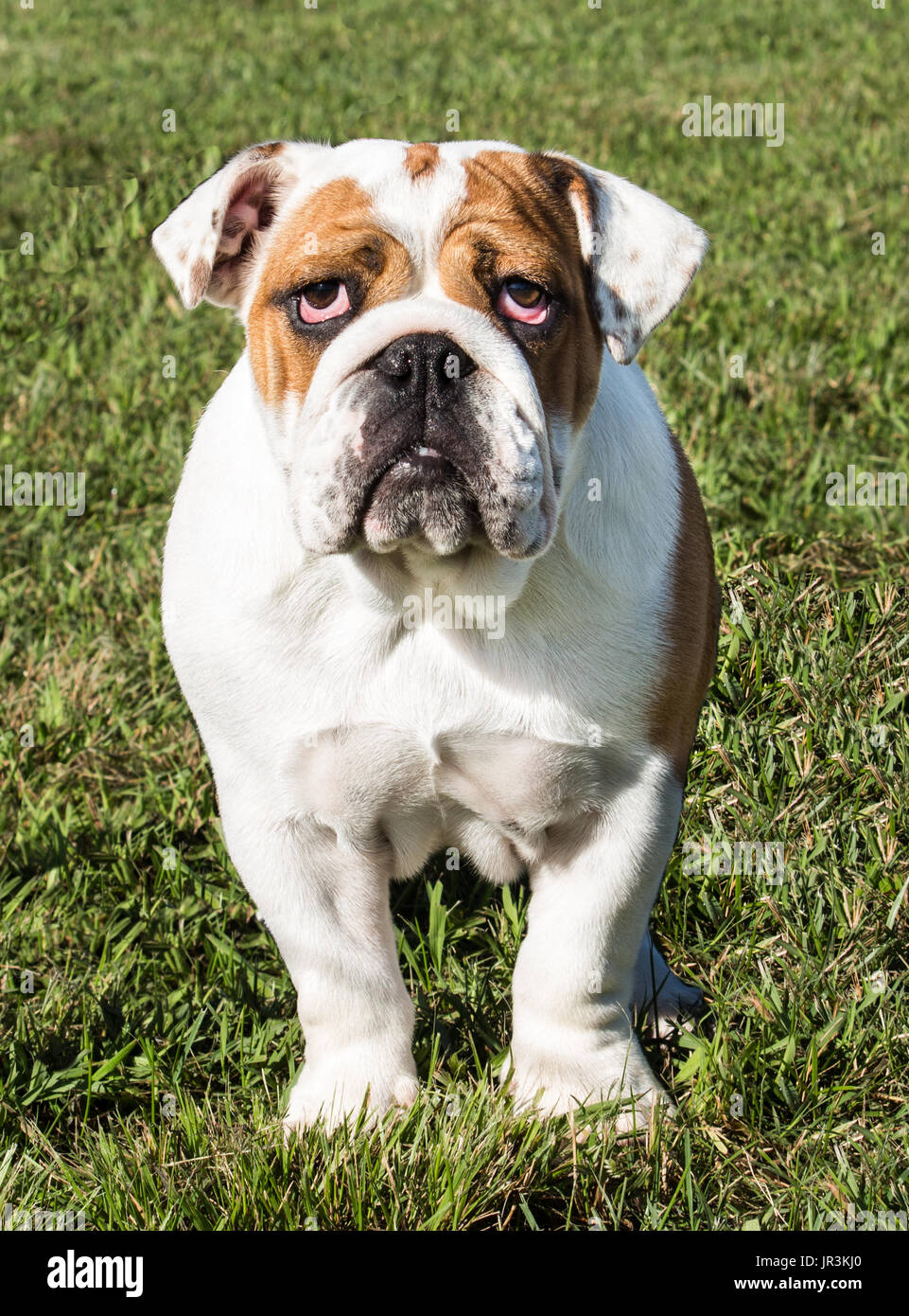 Purebred English Bulldog pet dog standing on grass Stock Photo