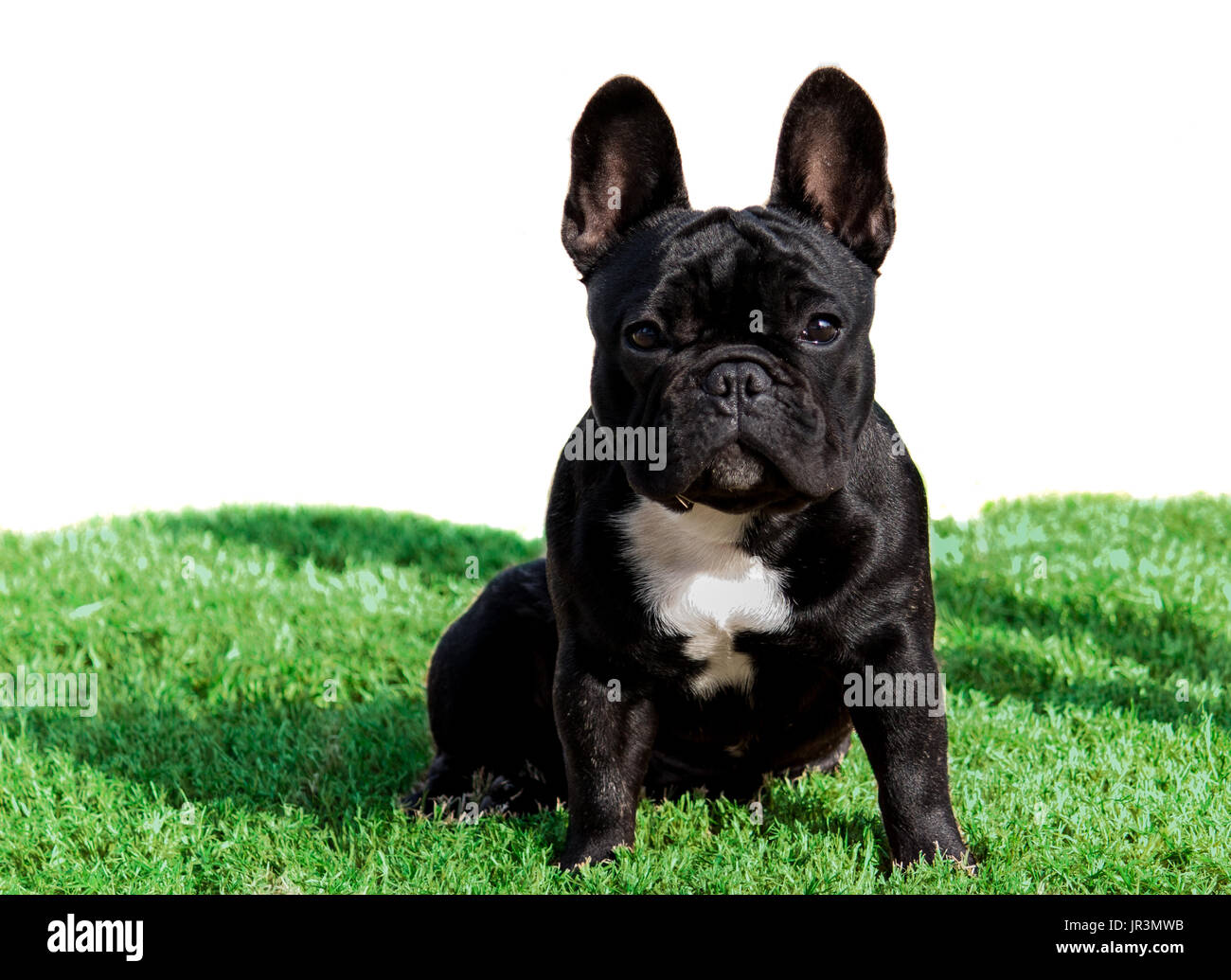 Purebred French Bulldog puppy pet dog sitting on green grass Stock Photo