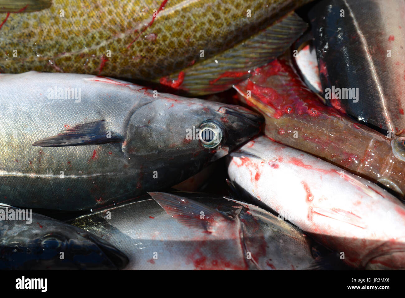 Different kinds of fresh caught fish. From Lofoten, Norway. Stock Photo