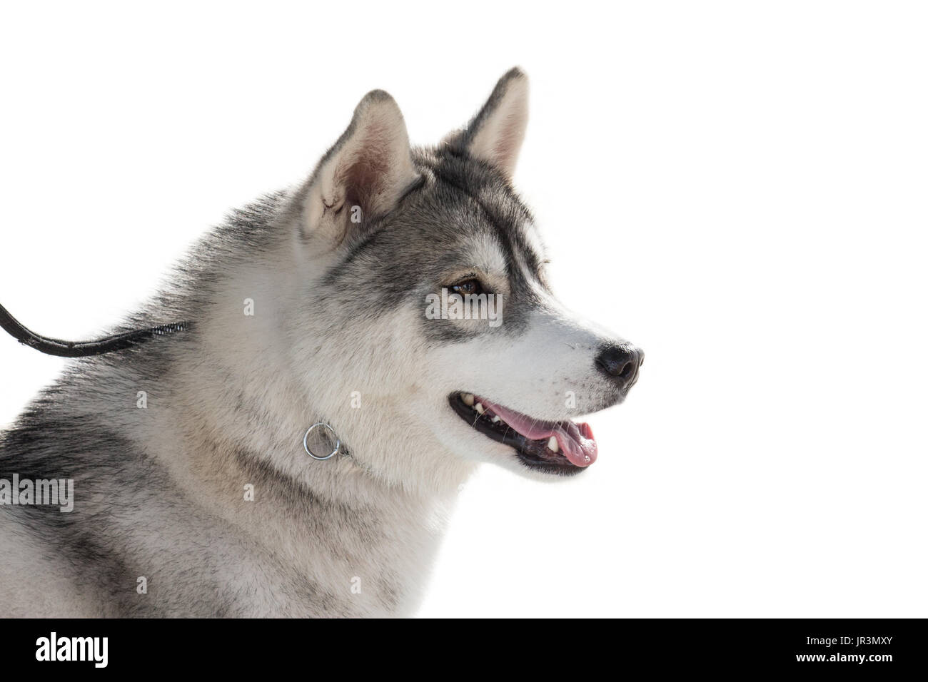 Purebred husky pet dog portrait isolated on white background Stock Photo