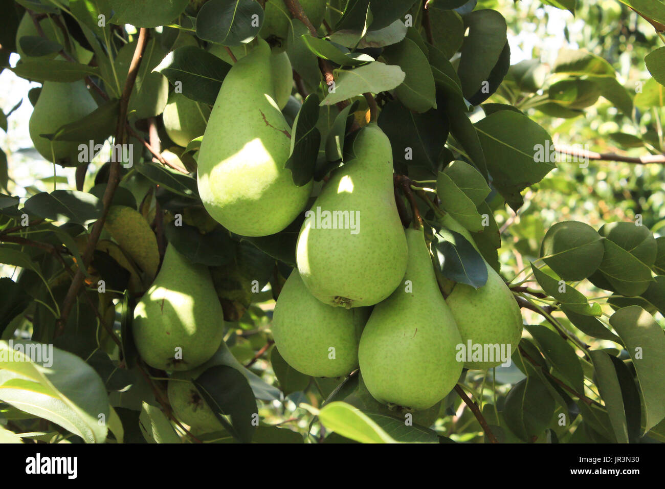 Harvest pear hi-res stock photography and images - Alamy