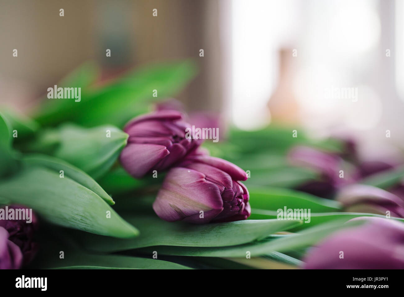 flower purple tulips. Close up Stock Photo - Alamy