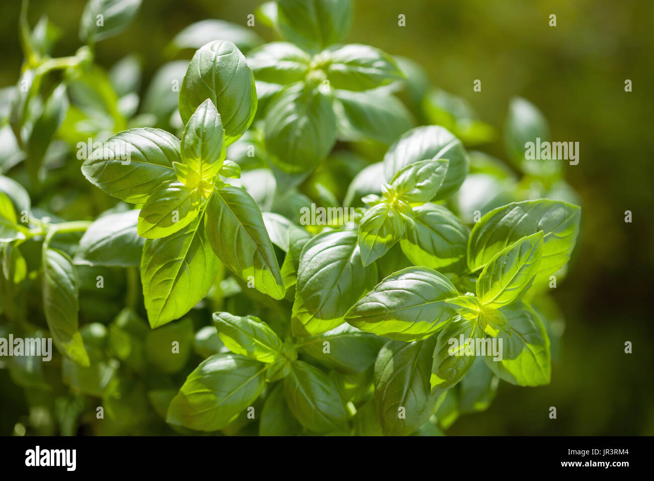 Basil garden hires stock photography and images Alamy