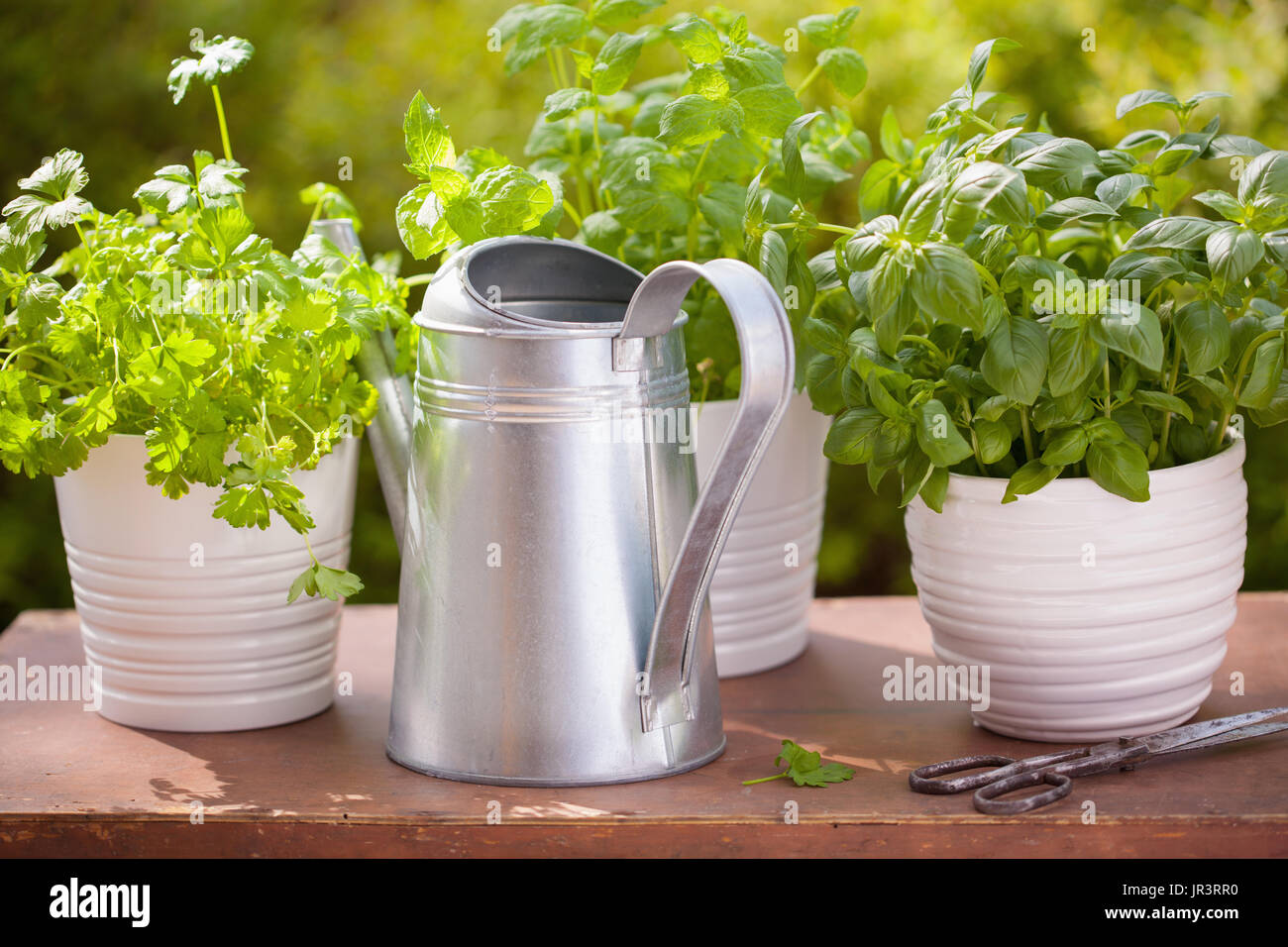 Fresh garden herbs parsley hi-res stock photography and images - Alamy