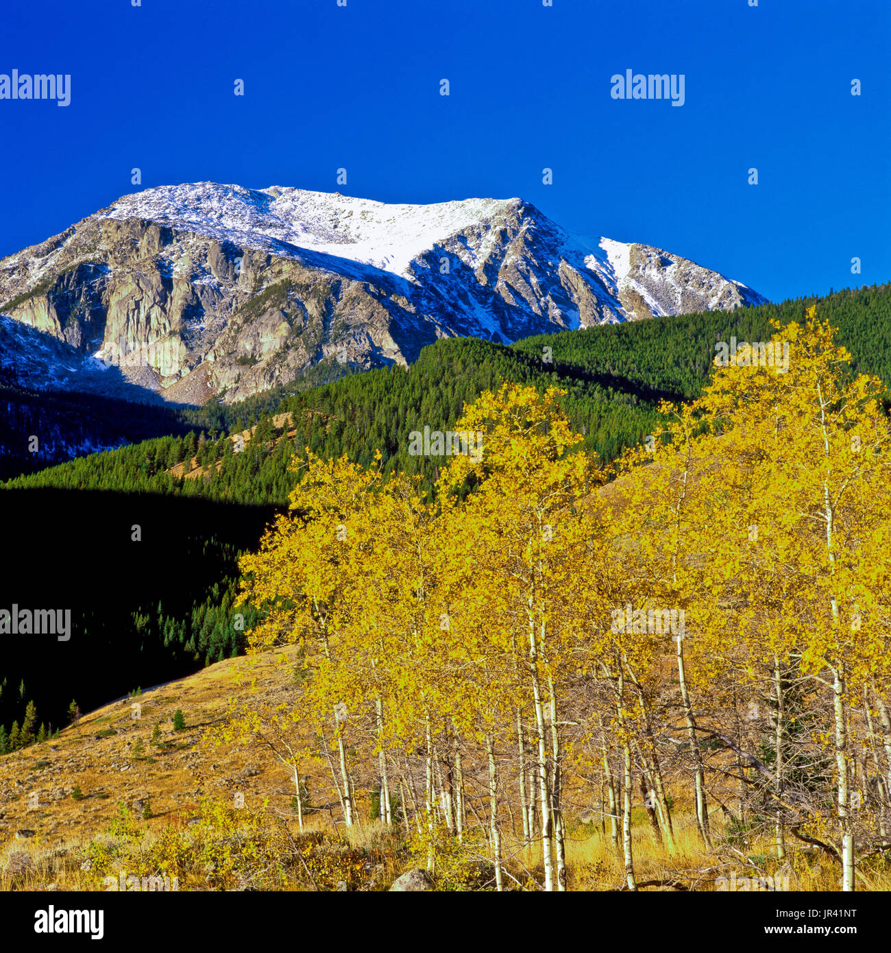 aspen in fall color below hollow top mountain in the tobacco root range  near pony, montana Stock Photo