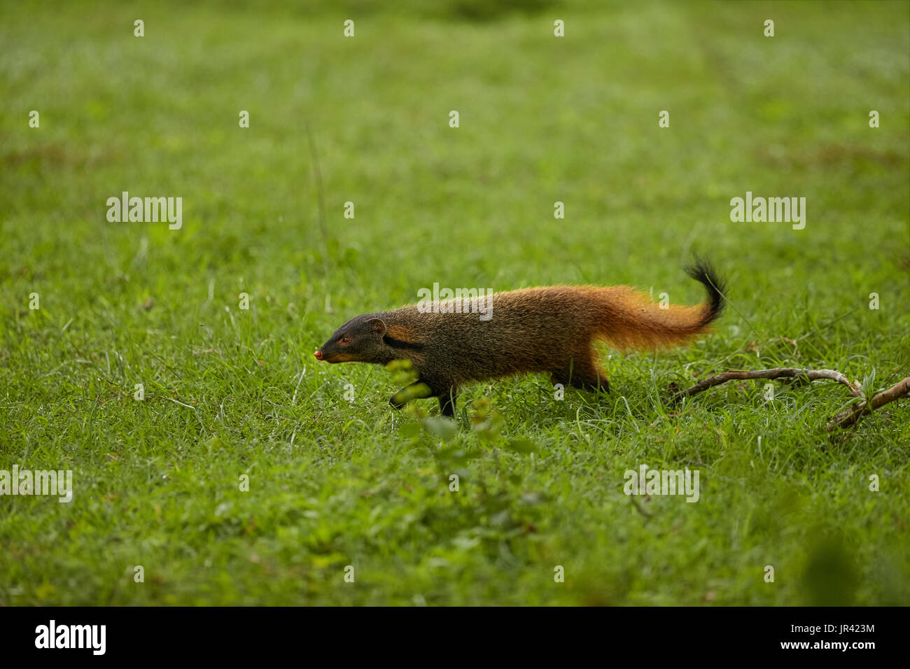 Small indian mongoose hires stock photography and images Alamy