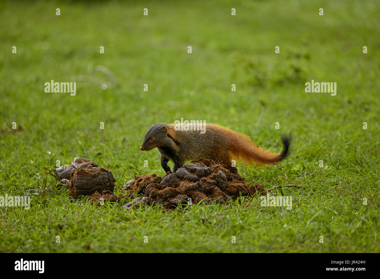 Small indian mongoose hires stock photography and images Alamy