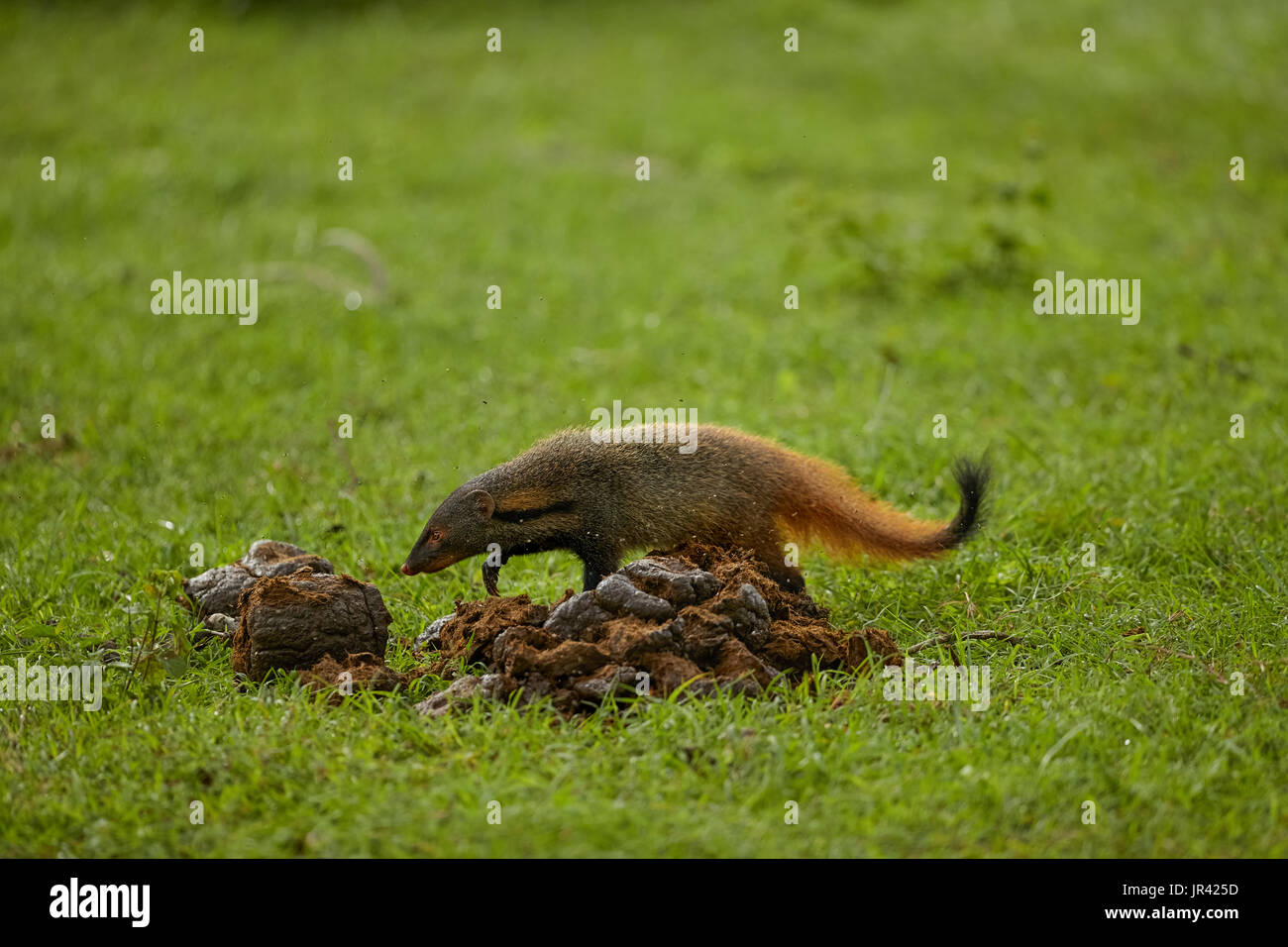 Stripe necked Mongoose in habitat Stock Photo - Alamy