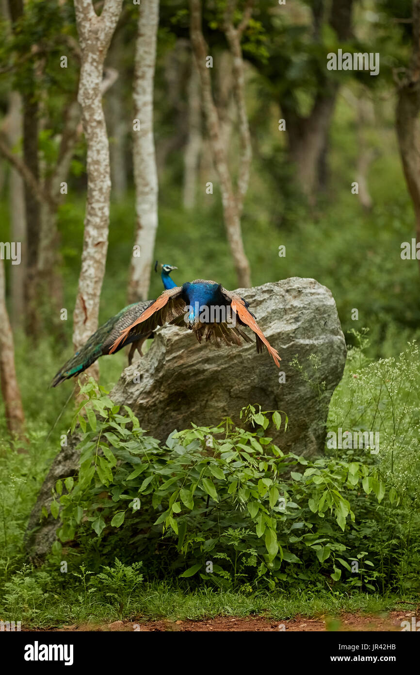 Peafowl peacock flying bird in hi-res stock photography and images - Alamy