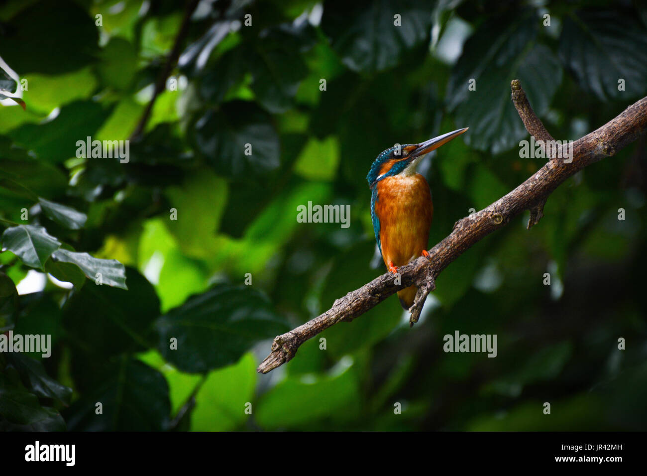 Wild female common kingfisher, also known as the Eurasian kingfisher or by its scientific name Alcedo atthis Stock Photo