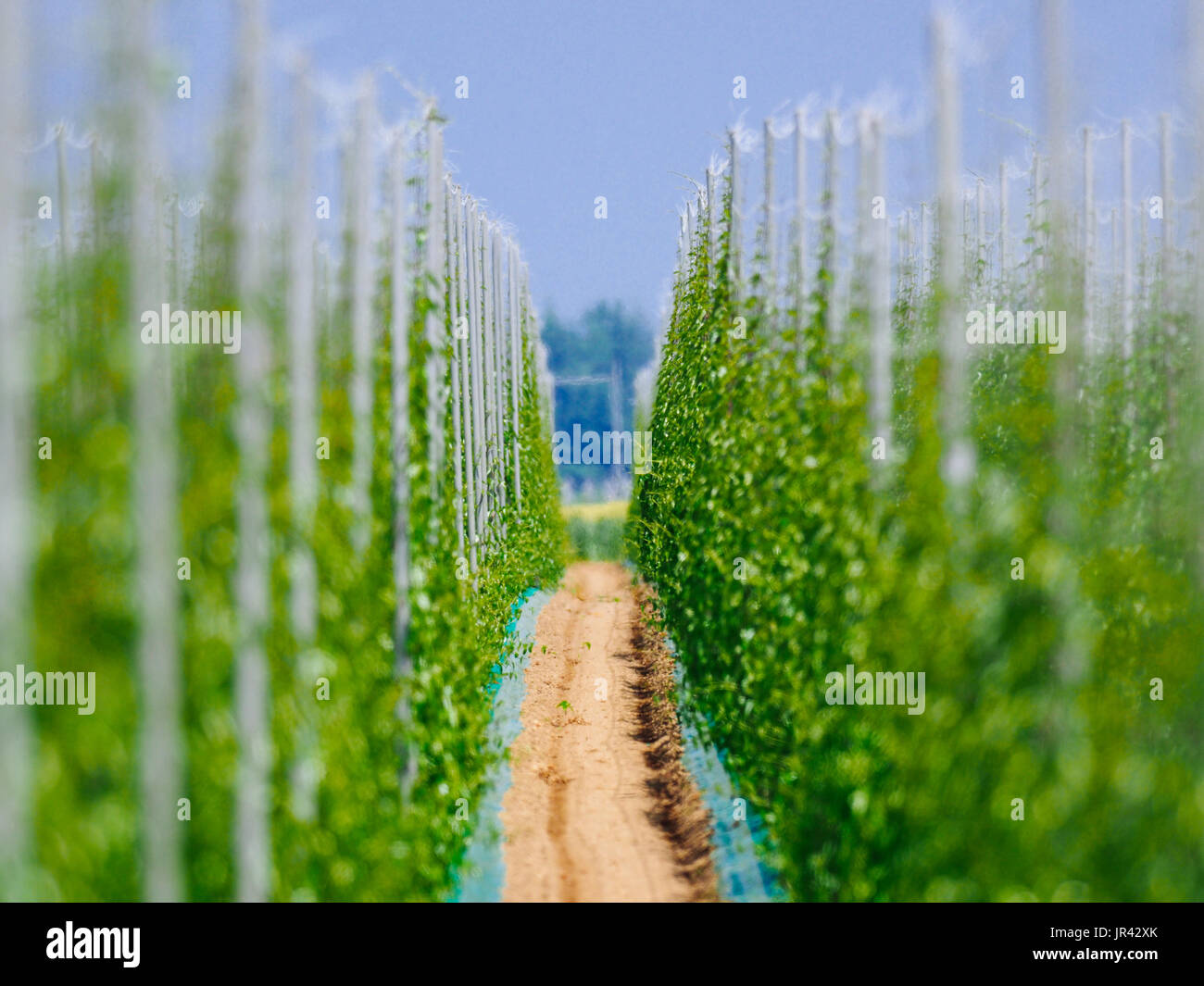 Chinese Yam Field Stock Photo Alamy