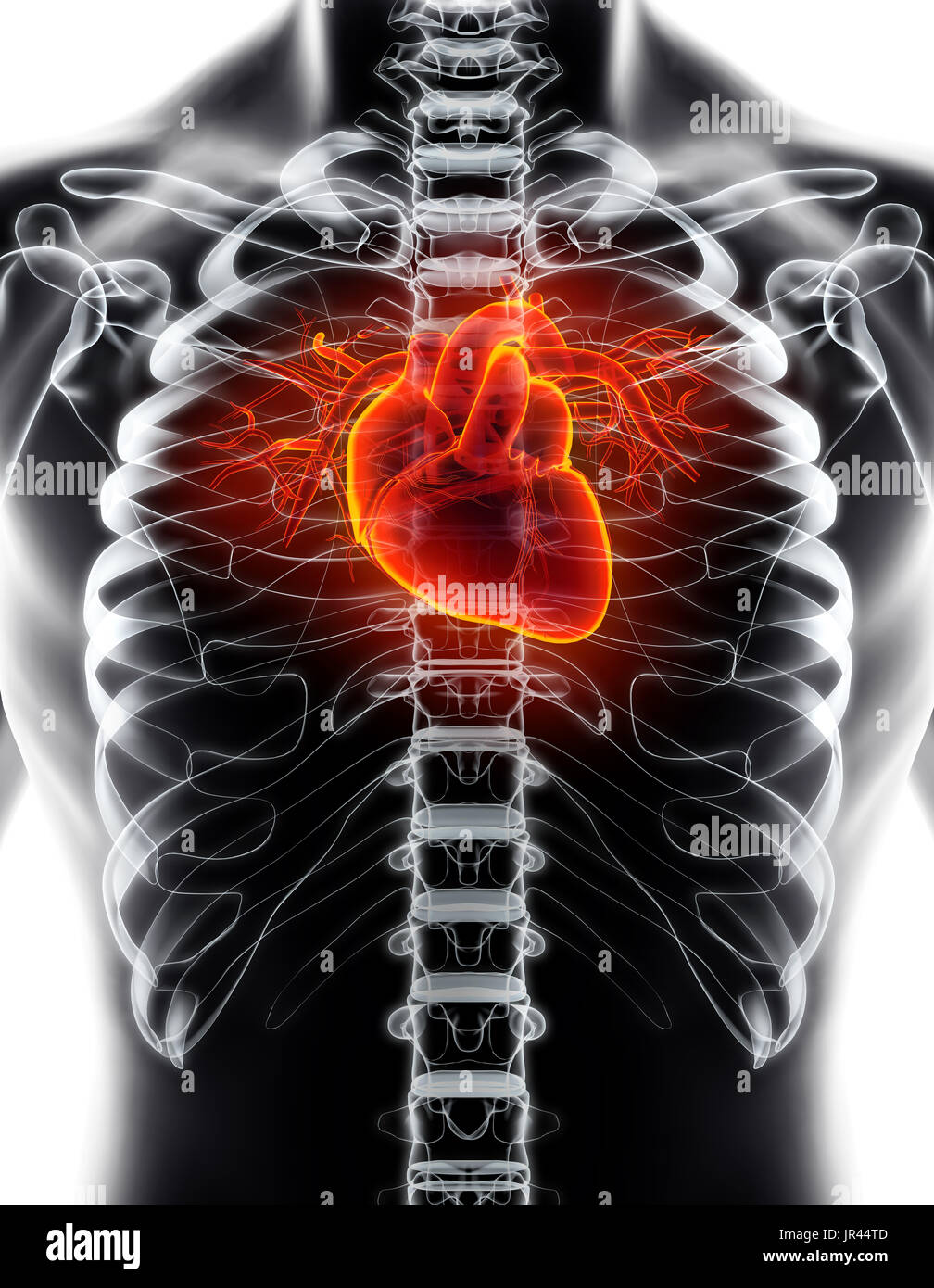 3D illustration of Heart - Part of Human Organic. Stock Photo