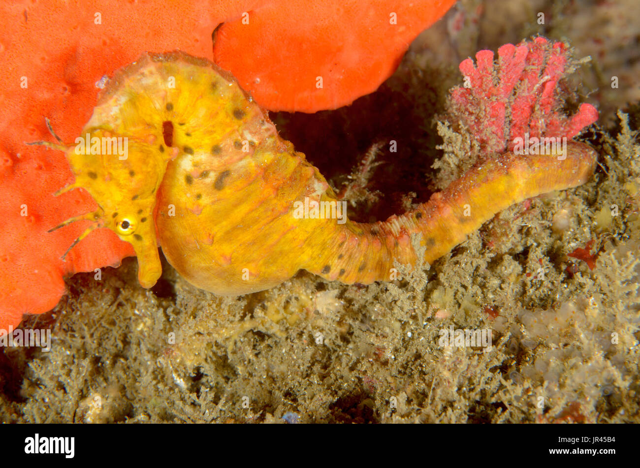 Female pot-bellied seahorse, Hippocampus abdominalis at The Leap, Kurnell, New South Wales, Australia. Depth:  20.6 m. Stock Photo