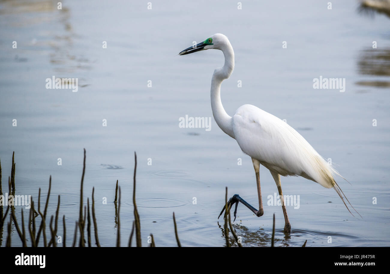 A Common Heron with fish caught in breeding plumage Stock Photo