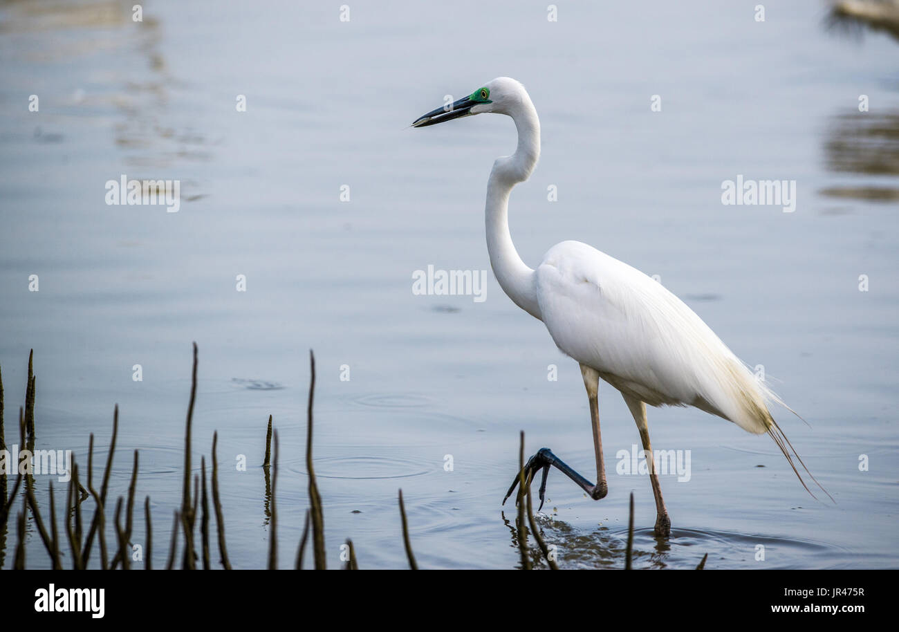 A Common Heron with fish caught in breeding plumage Stock Photo Biology Diagrams