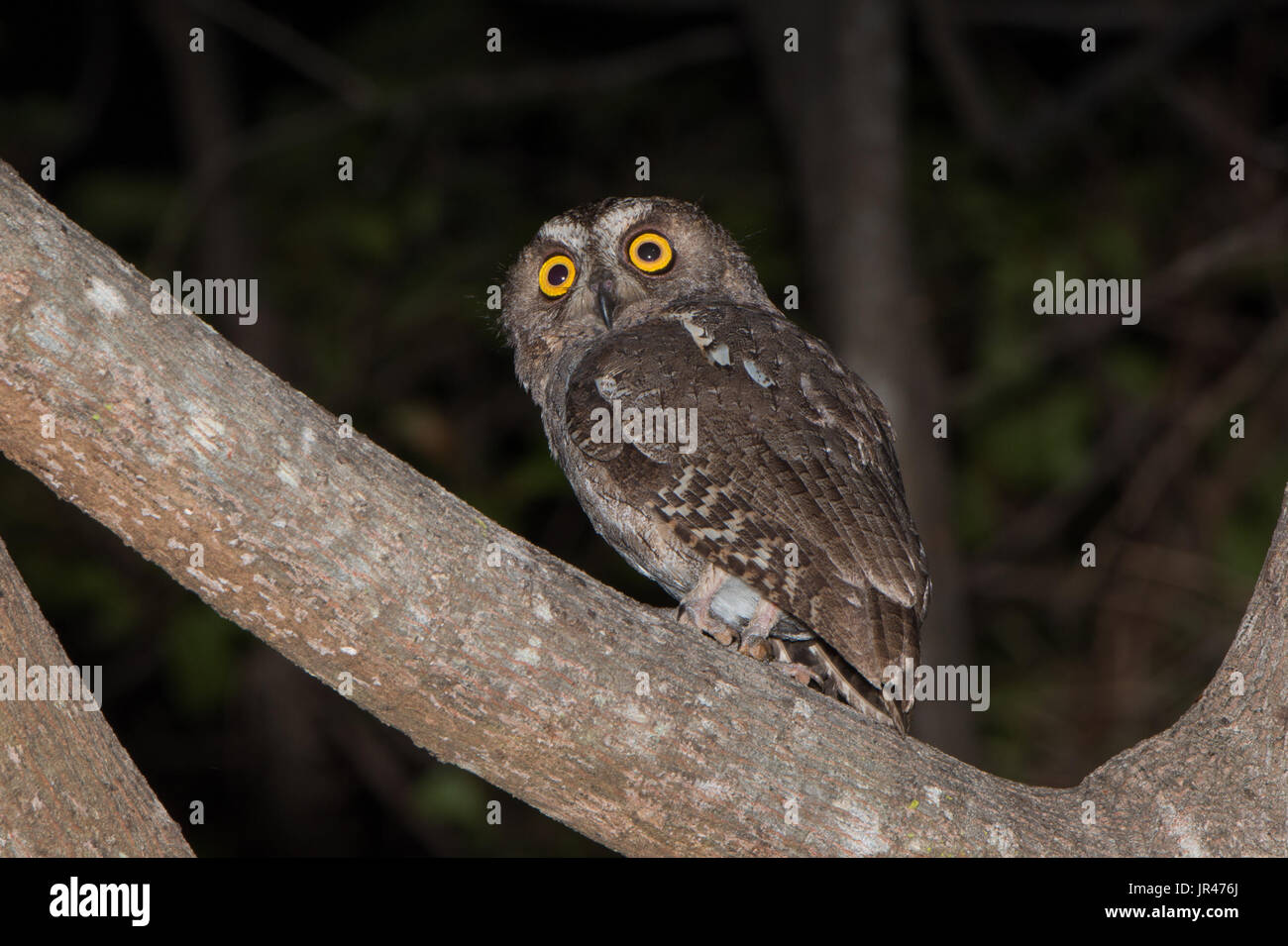 A Madagascar Scops Owl (Otus rutilus) hunting in a forest at night Stock Photo