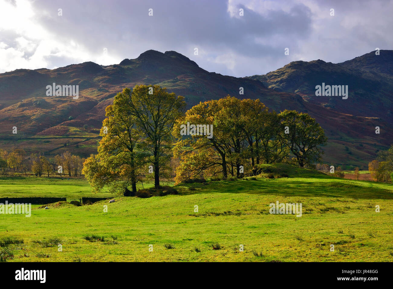 An autumn view of sunlit trees in the Langdale Valley, Cumbria, United