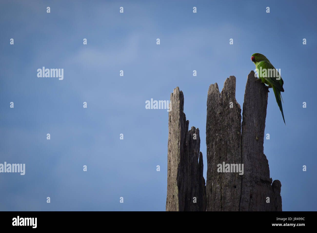 Birds of tamilnadu hi-res stock photography and images - Alamy