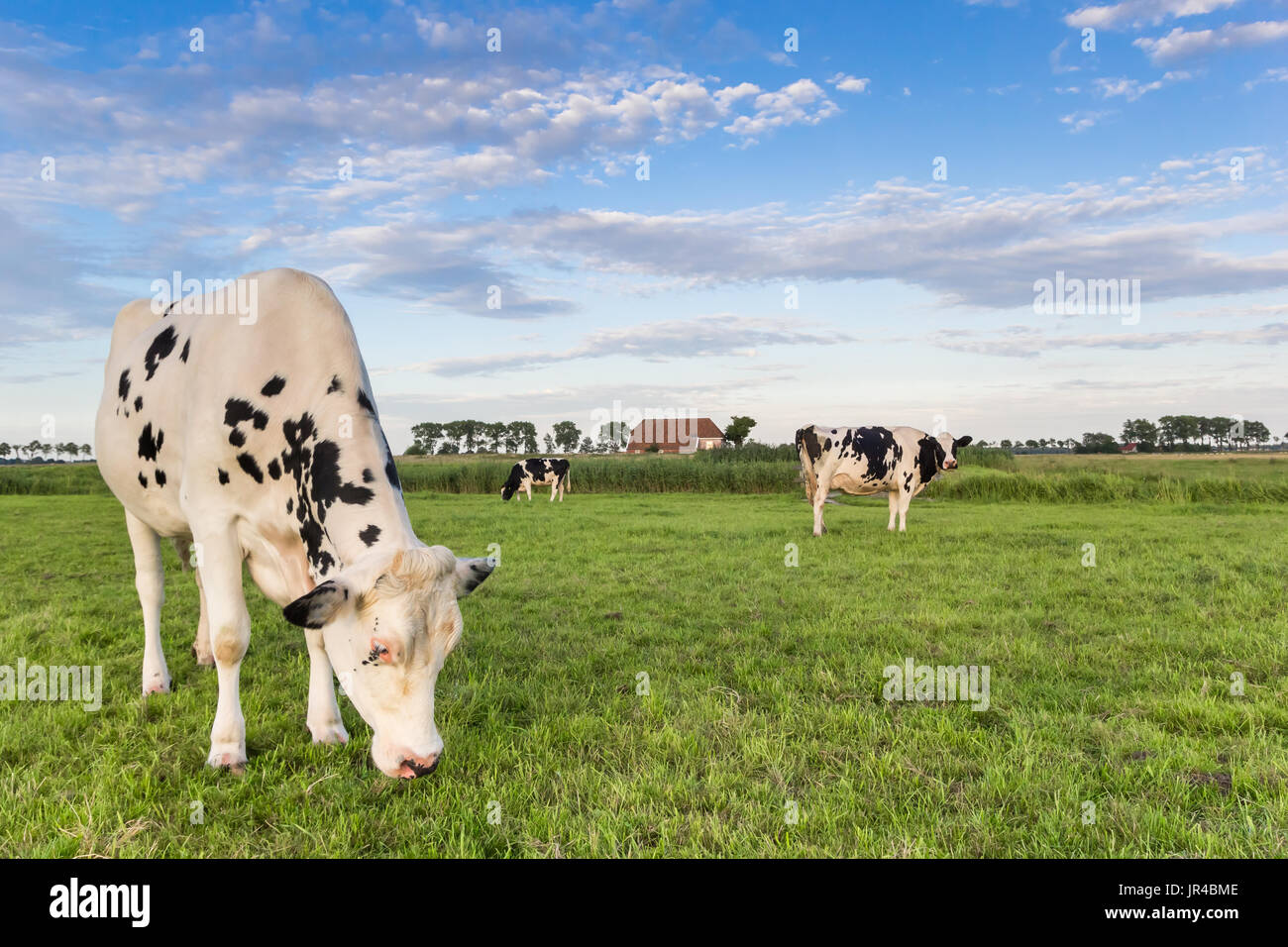 Black and white cows in the grassland of Groningen, The Netherlands ...