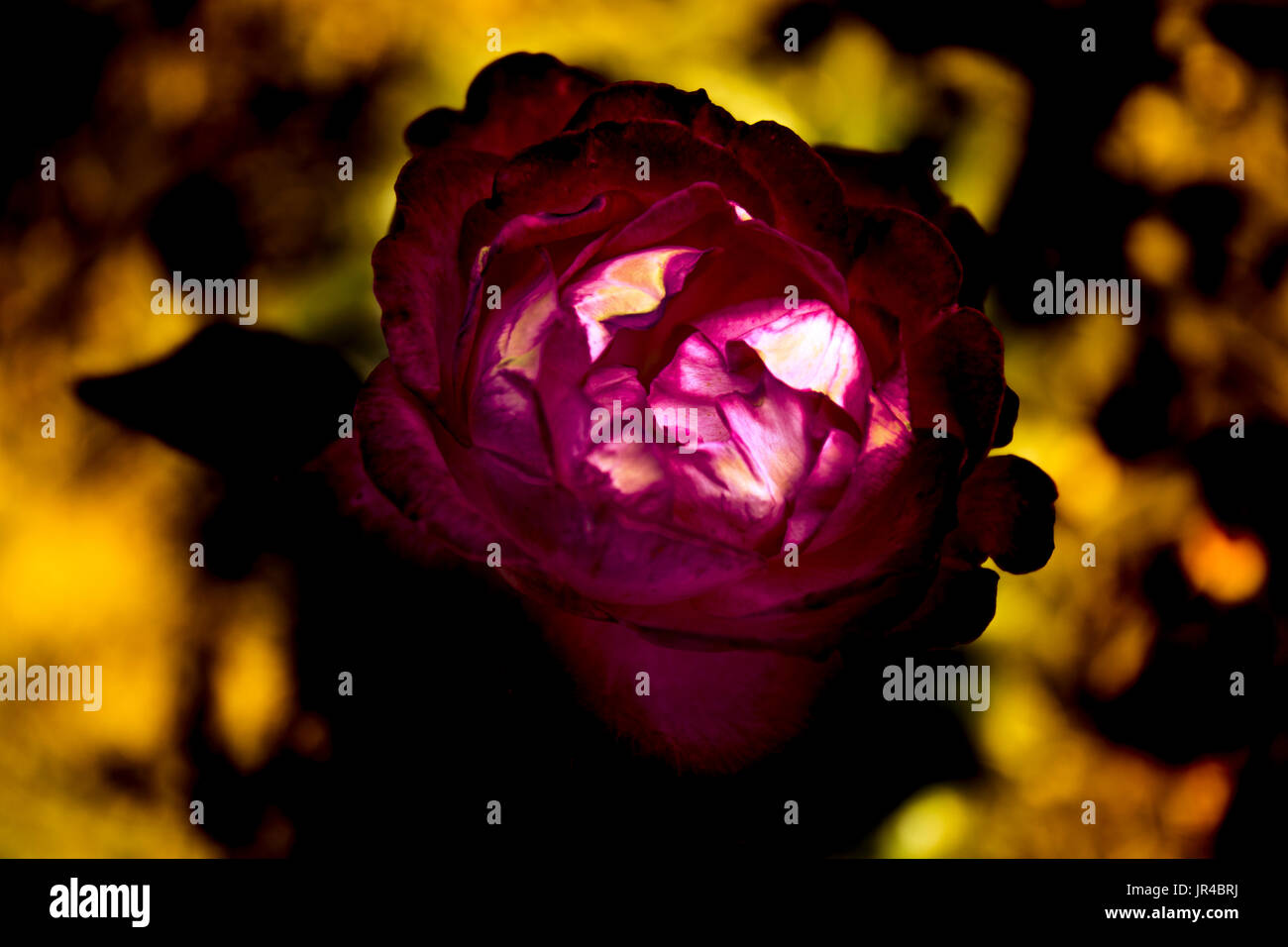 Aflame Carnation Stock Photo