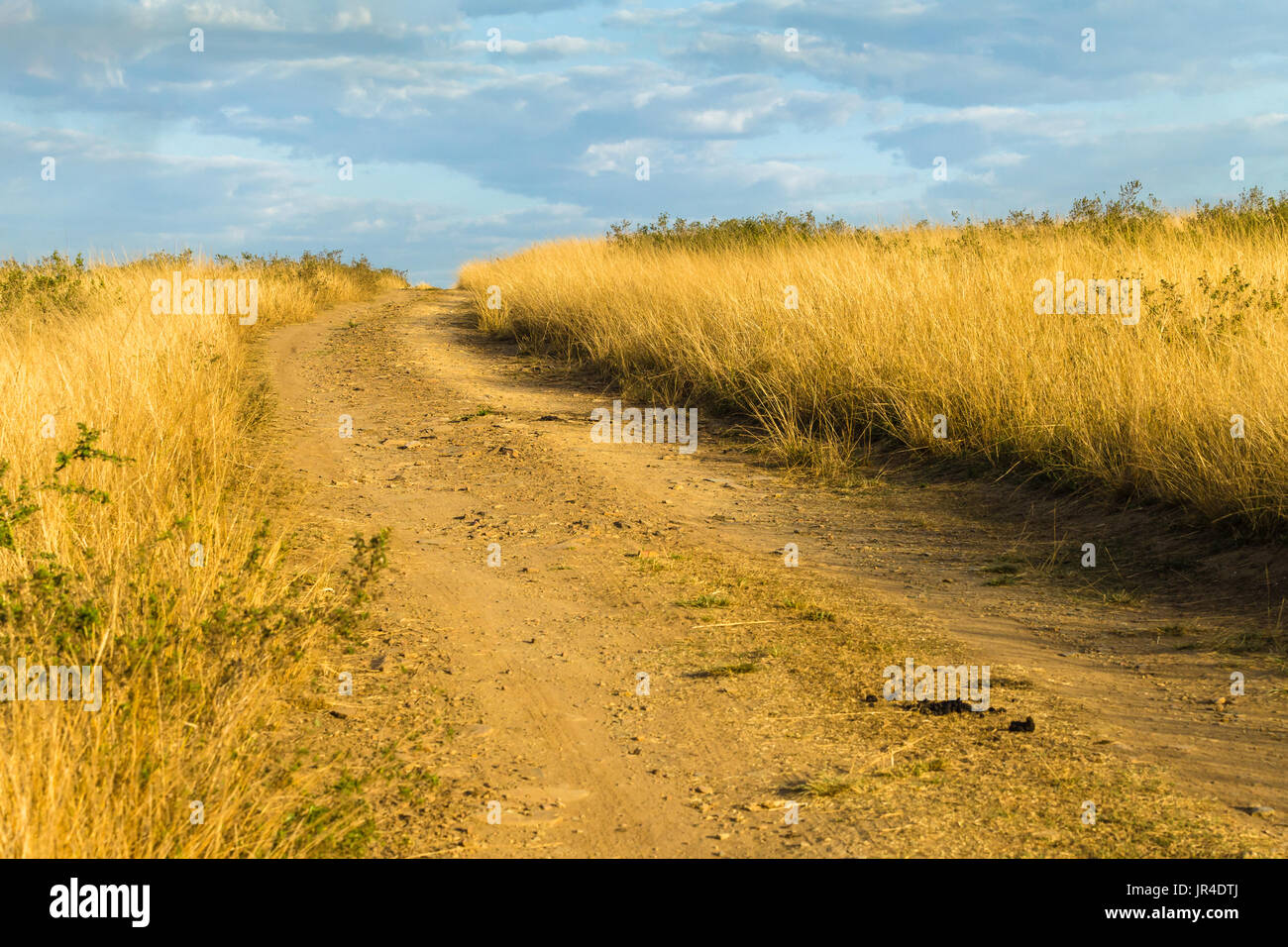 Dirt road track through grasslands in wilderness wildlife safari