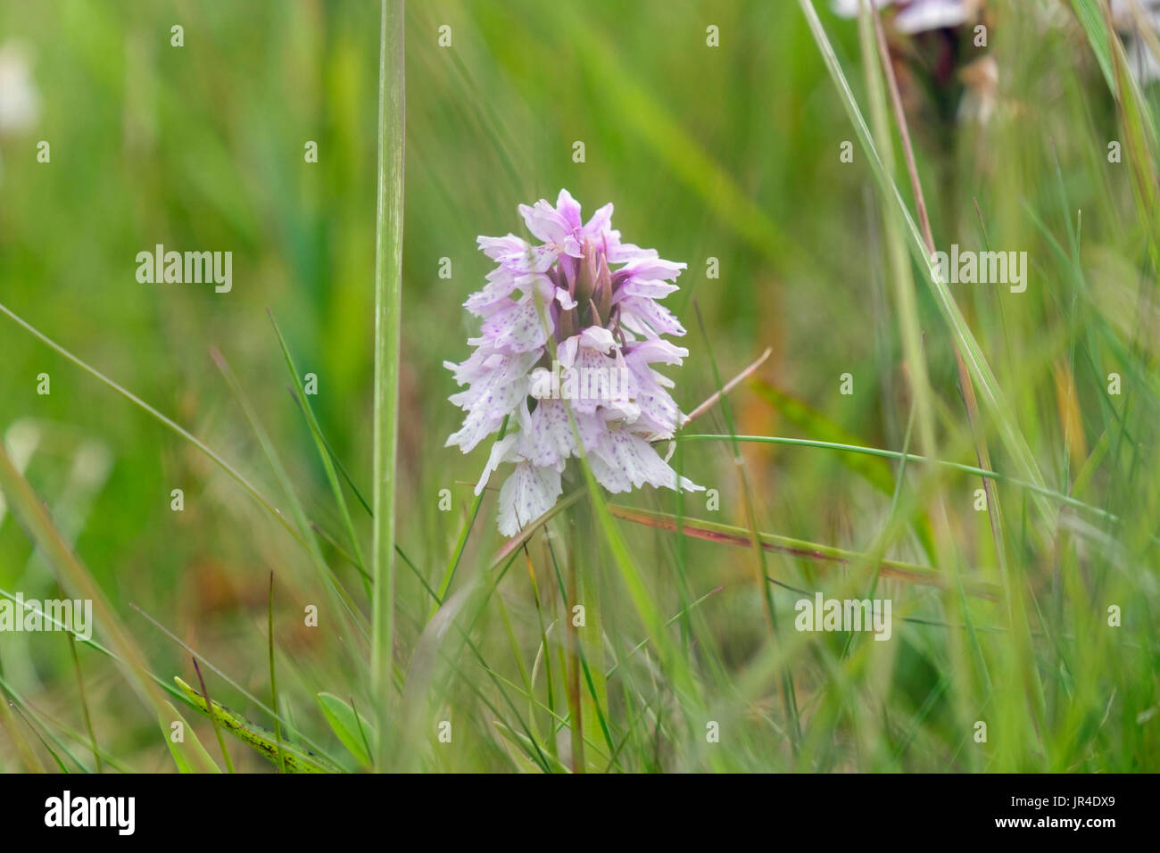 Heath Spotted Orchid (Dactylorhiza maculata) growing wild in damp acidic grassland habitat in Iceland Stock Photo